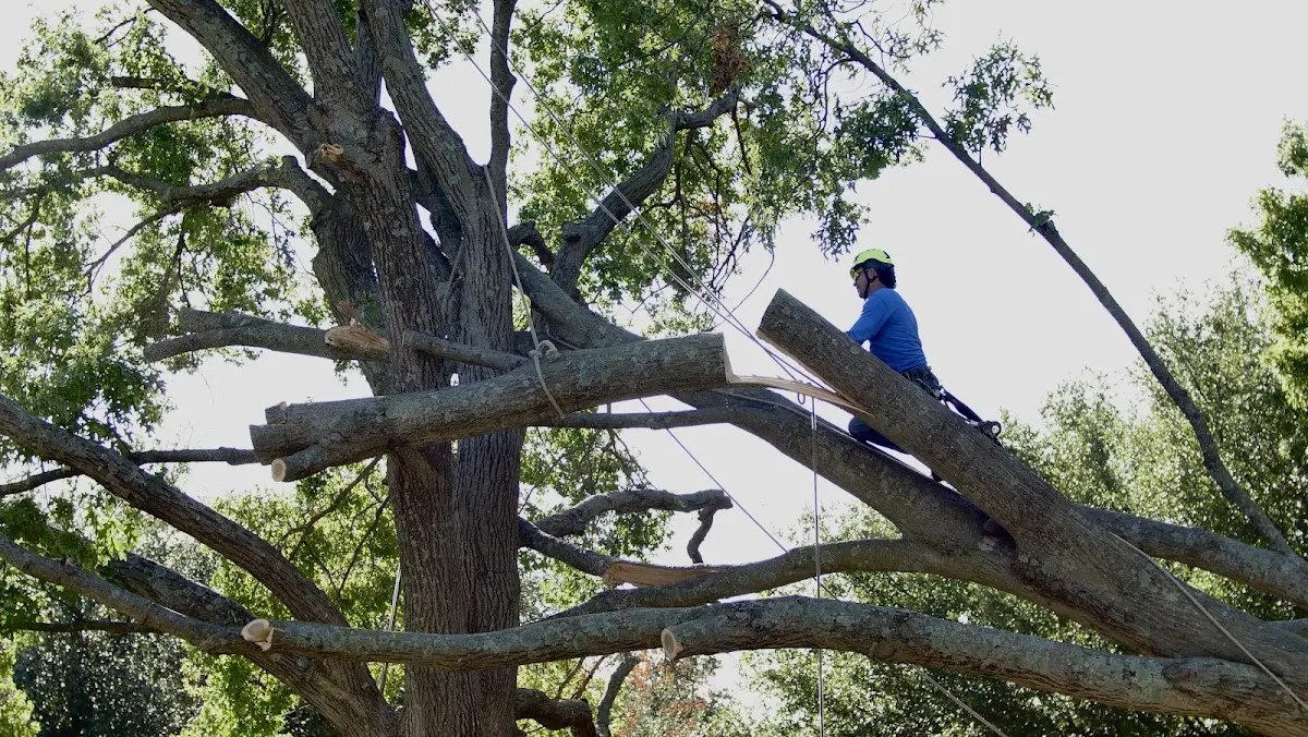 Professional Crown Thinning performed by certified arborists in Waterville